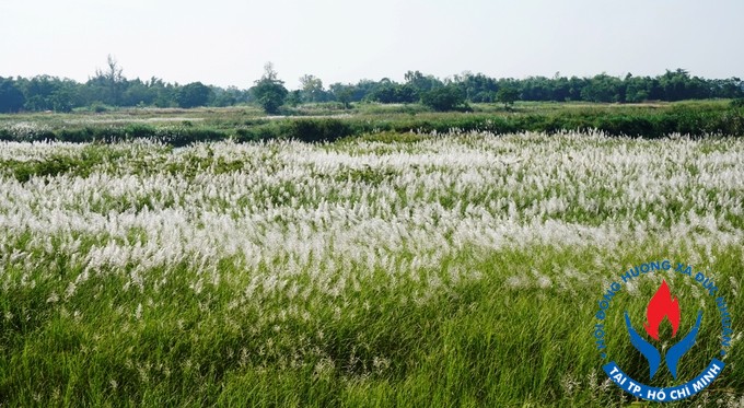 Quảng Ngãi: Cánh đồng bạt ngàn cỏ lau trắng giữa sông Trà Khúc